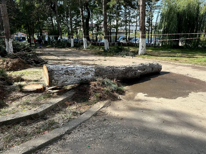 Angajată a DGASPC Suceava, rănită grav după ce un copac a căzut peste ea FOTO Monitorul de Suceava