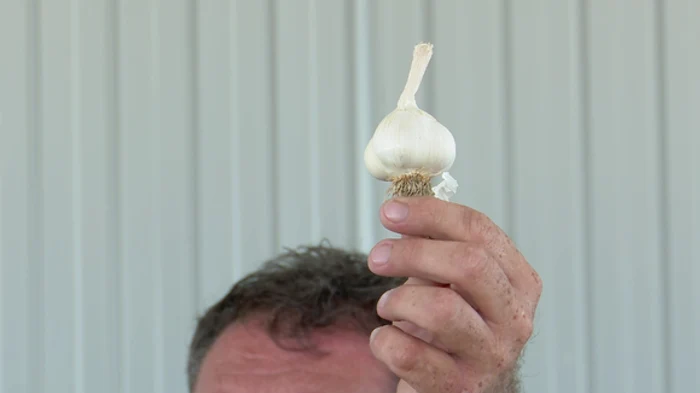 
    Căpăţâna îşi păstrează  calităţile pe timpul iernii   