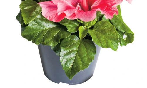 1 51372 original jpg jpeg