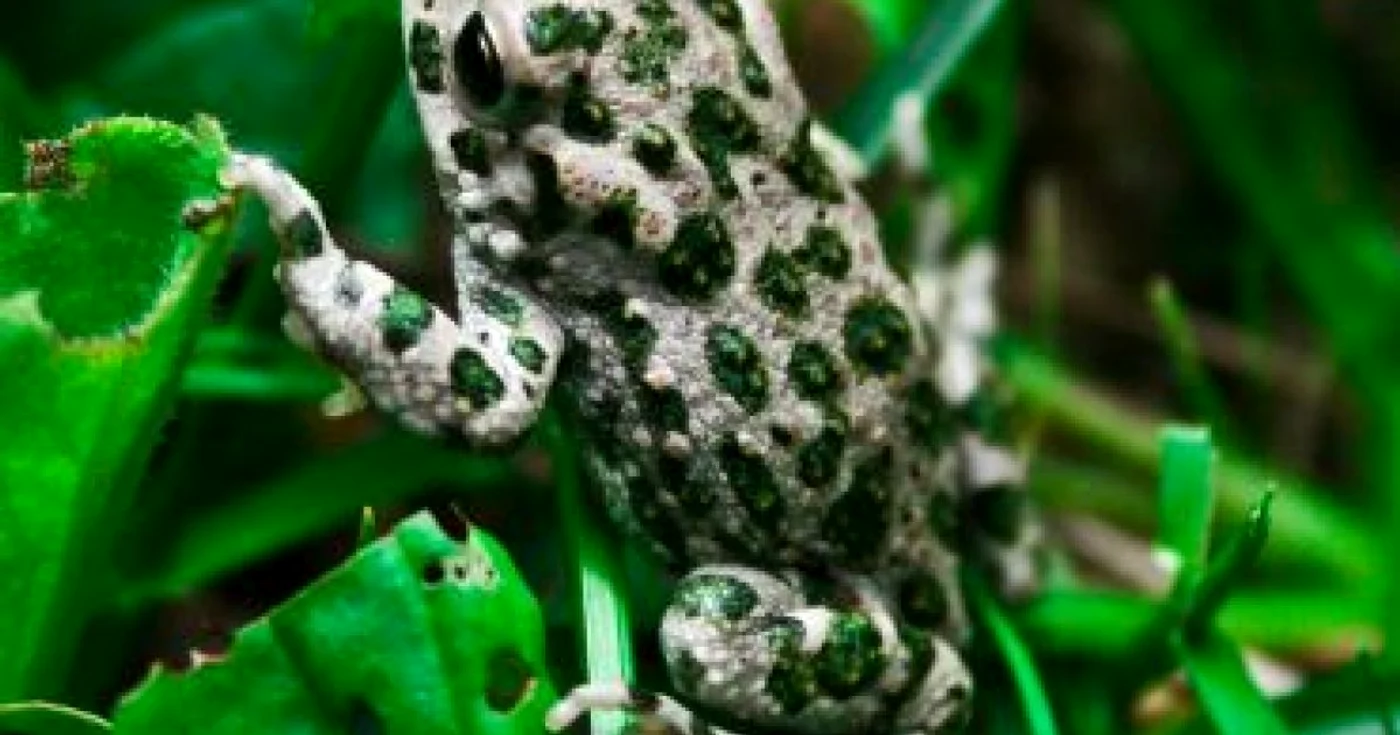Târgu-Jiu:Reproducerea animalelor stopată de poluare
