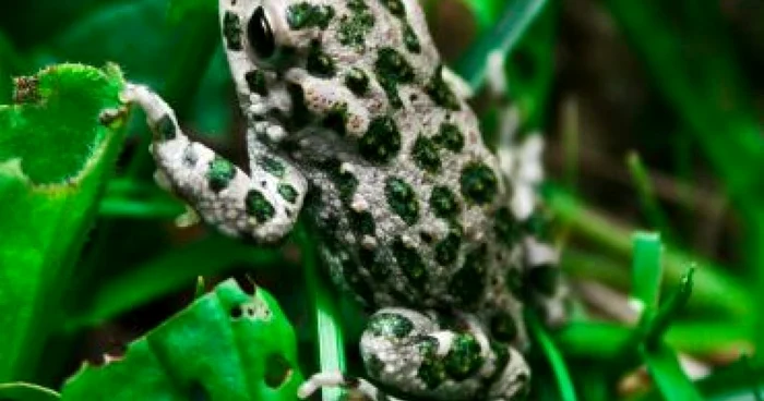 Târgu-Jiu:Reproducerea animalelor stopată de poluare