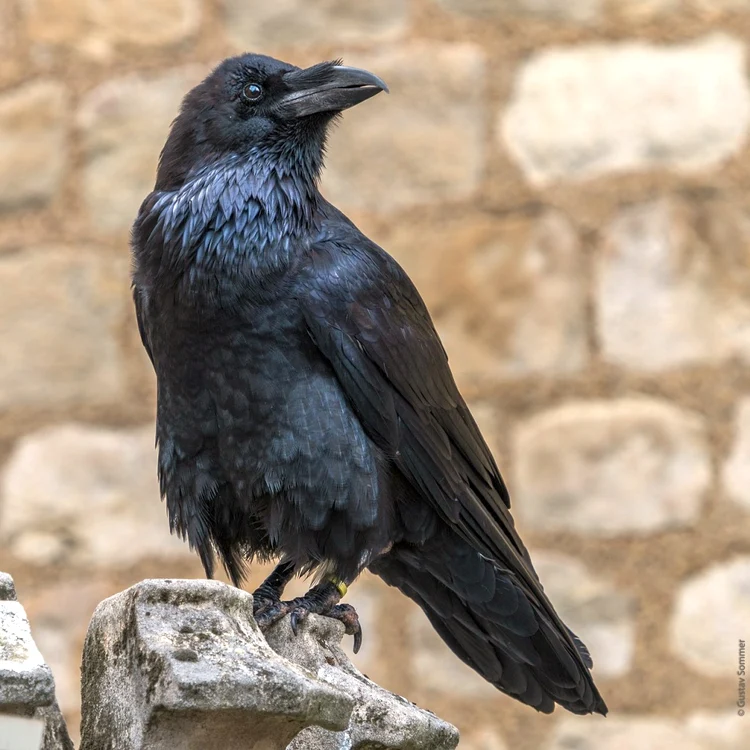 raven 3663930 1280 jpg jpeg