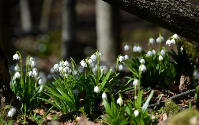 ghiocei foto remus suciu