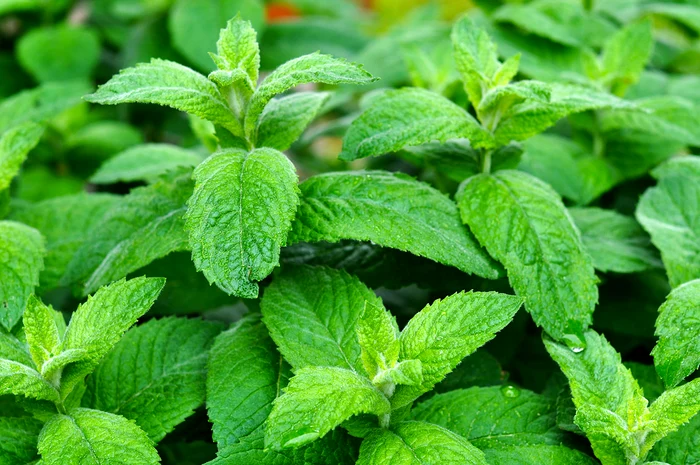 1 tigarete mentolate interzise in ue 653140705 jpg jpeg