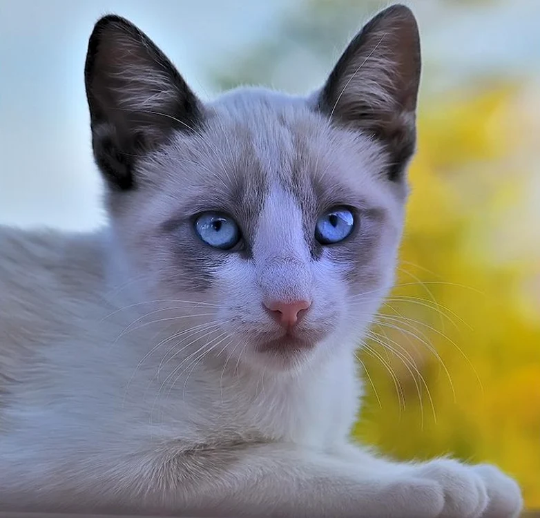 Ojos Azules este una dintre cele mai frumoase rase de pisici cu ochi albaştri