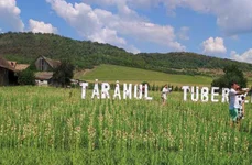 taramul tuberozelor png