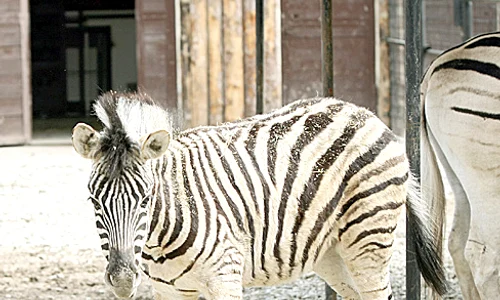 pui zebra zoo bucuresti aprilie jpeg