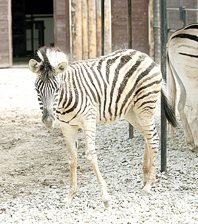 Astfel de animale nu au mai aduse la grădina zoologică de 20 de ani Foto: Dorin Constanda