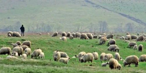 Bărbatul avea 43 de ani şi lucra ca şi cioban în Treznea