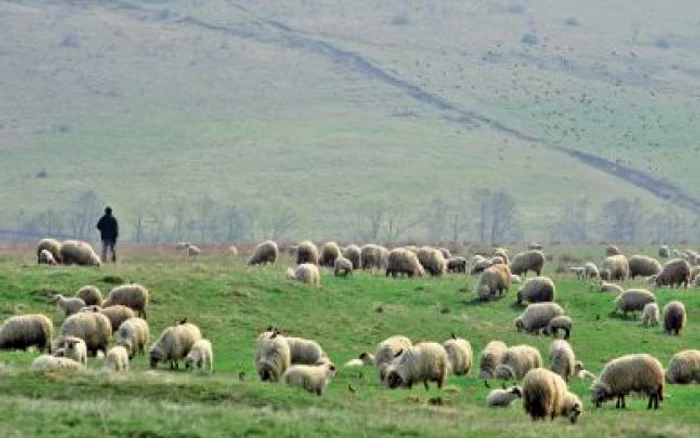 Bărbatul avea 43 de ani şi lucra ca şi cioban în Treznea