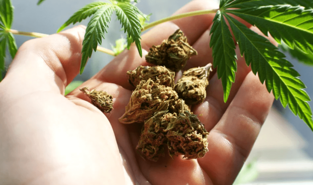 Medicii cer legalizarea canabisului în scop medical