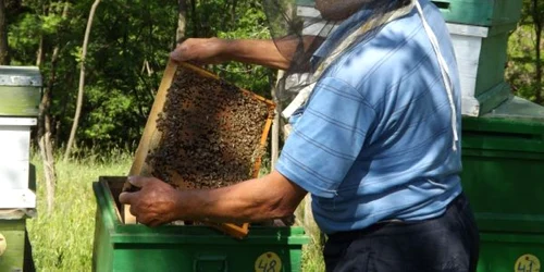 productie slaba de miere in mehedinti FOTO Corina Macavei 