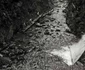 Muntii Apuseni Foto Viorel Simionescu (14) jpg