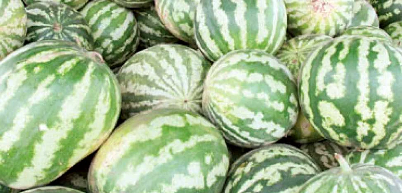 Biocombustibil din pepene roşu