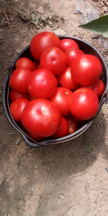 tomate