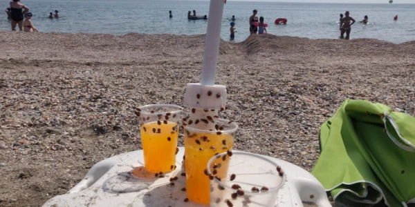 buburuze plaja litoral marea neagra foto mioara genes
