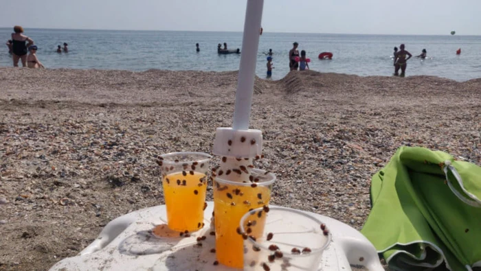 Buburuzele au invadat plajele foto: FB/Mioara Genes