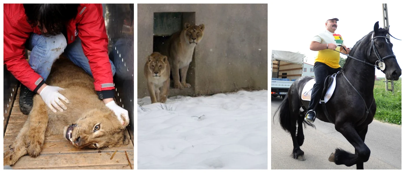 Leii și unul dintre caii lui Nuțu / foto: arhiva