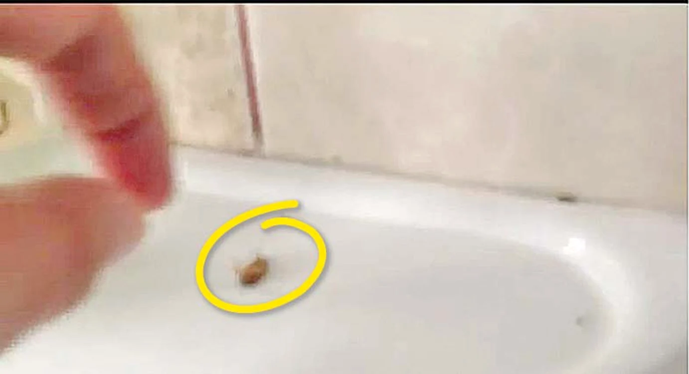 Insectele mişună  în voie printre  paturile micilor  pacienţi şi pe pereţi