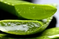 aloe 2163120 640 jpeg