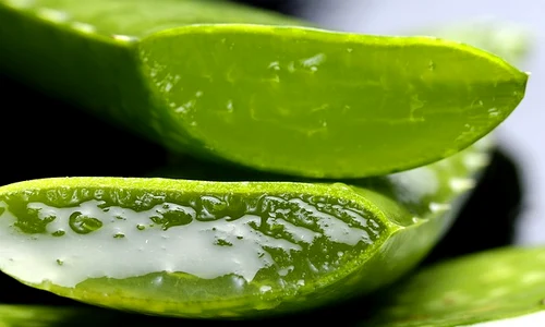 aloe 2163120 640 jpeg