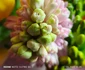 Flori de primăvară imortalizate cu Xiaomi Redmi Note 14Pro 5G Foto Daciana Stoica pentru Adevărul