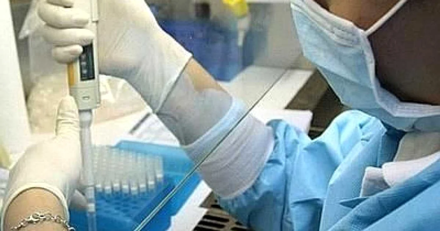 Italia: gripa porcină a omorât un chirurg