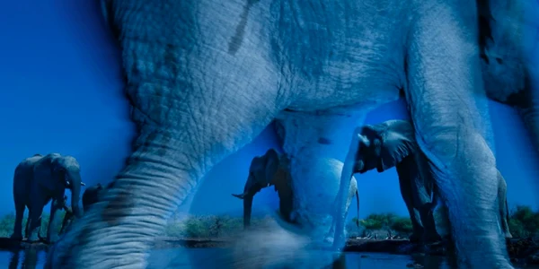 elefant