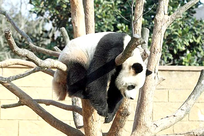 “Sunt sexy! Mi-au spus-o multe admiratoare!”