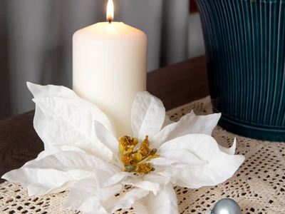 beautiful white poinsettia assortement jpg