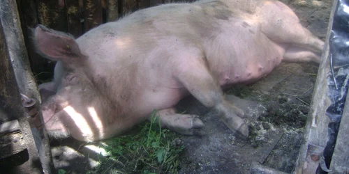 În judeţul Satu Mare au fost sacrificaţi 14.327 de porci