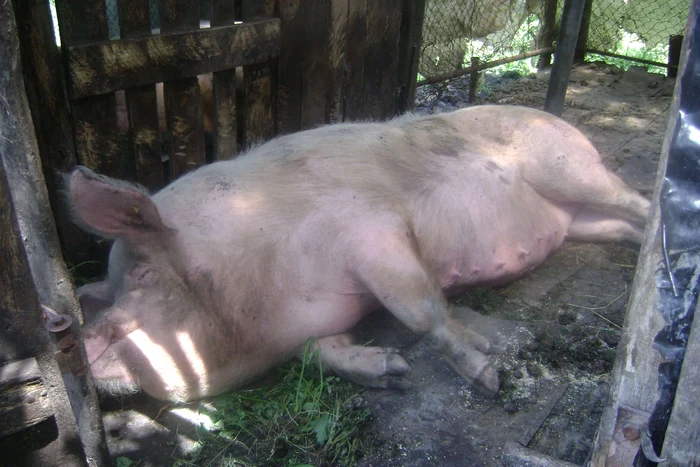 În judeţul Satu Mare au fost sacrificaţi 14.327 de porci