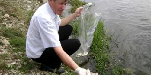 Bacău: Sute de peşti morţi, găsiţi de pescari în râul Bistriţa