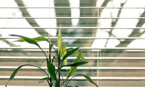 pexels steve 845248 (1) jpg