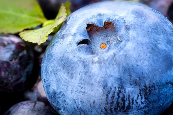 Plantațiile de afini din România s-au extins de patru ori în patru ani