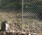 gradina zoo resita