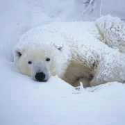 urs polar jpg