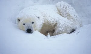 urs polar jpg