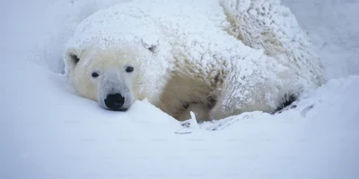 urs polar jpg