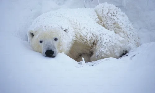 urs polar jpg