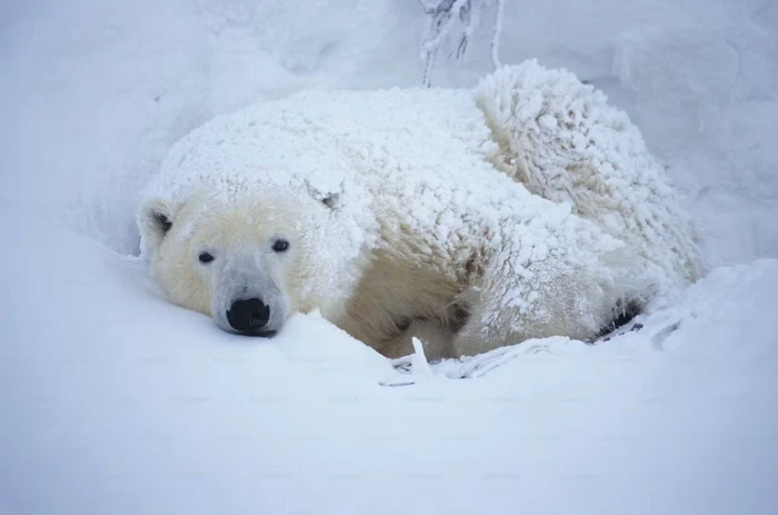 Urs polar