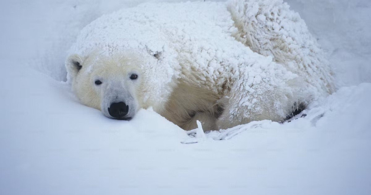 Amendă de aproximativ 4.500 de euro după ce un urs polar a fost trezit cu o sirenă de ceață