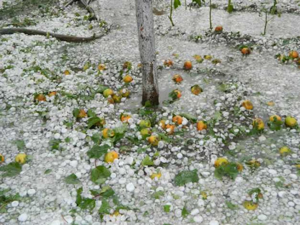 Grindina de săptămâna trecută a făcut ravagii în judeţul Olt  (FOTO: Adevărul)