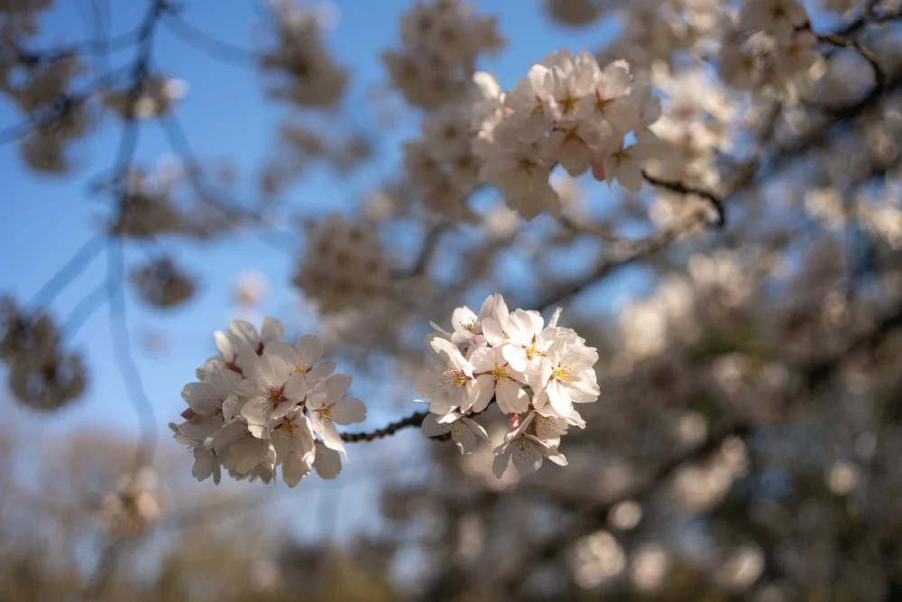 Primăvară timpurie în România: temperaturi peste medie și puține ploi până la finalul lunii martie