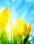 pretty tulips with sun background jpg