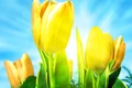pretty tulips with sun background jpg