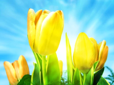 pretty tulips with sun background jpg