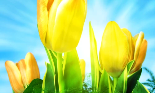 pretty tulips with sun background jpg