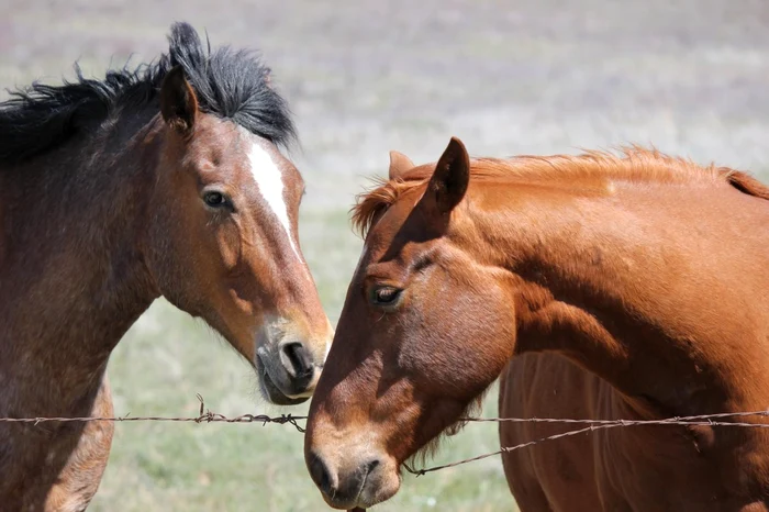 
    Două iepe au fost chinuite până și-au dat duhul  