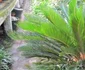 Flori